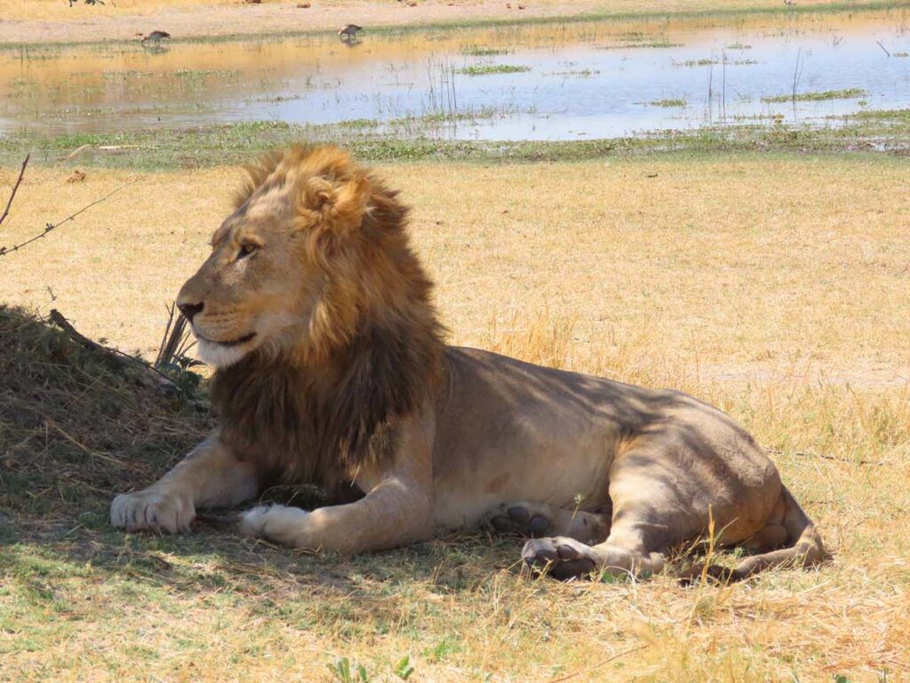 male lion