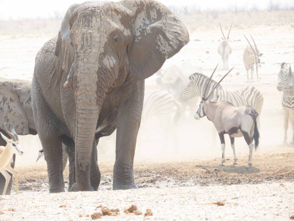 large elephant at water hole with orxy in background