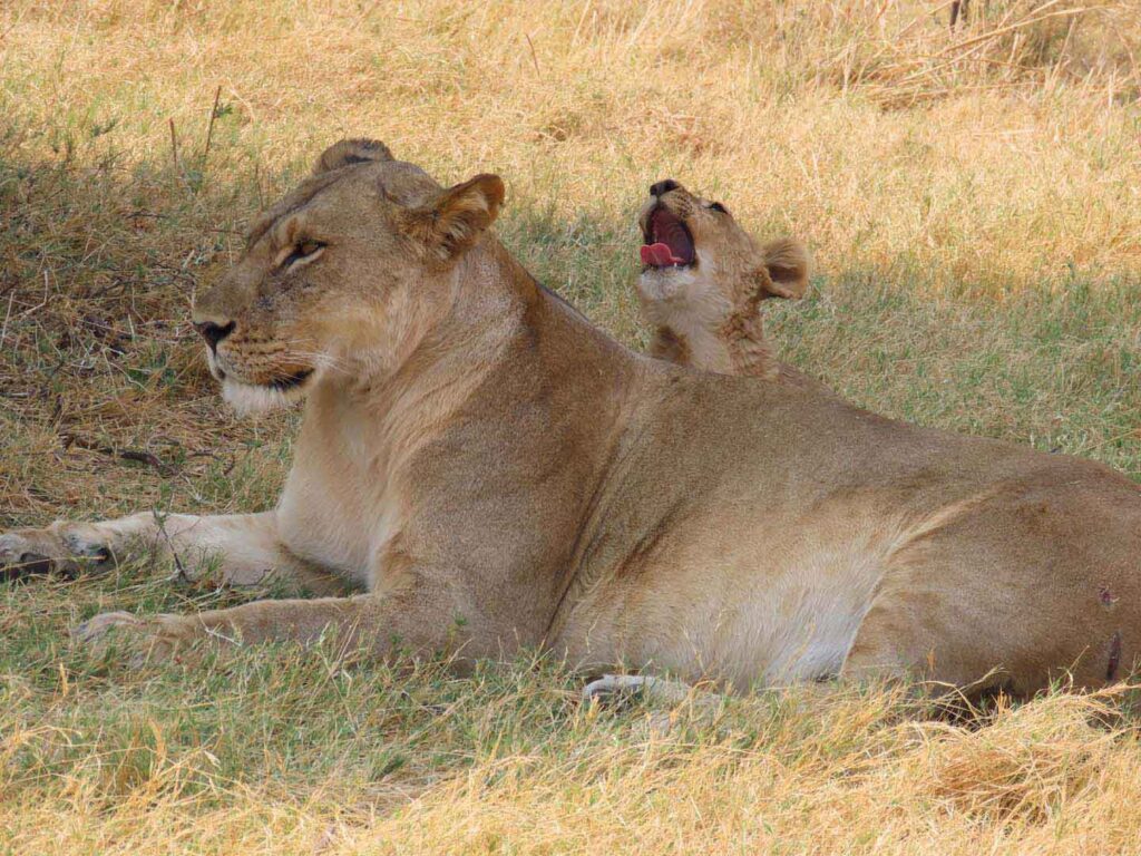 lioness and young cub laying in grass