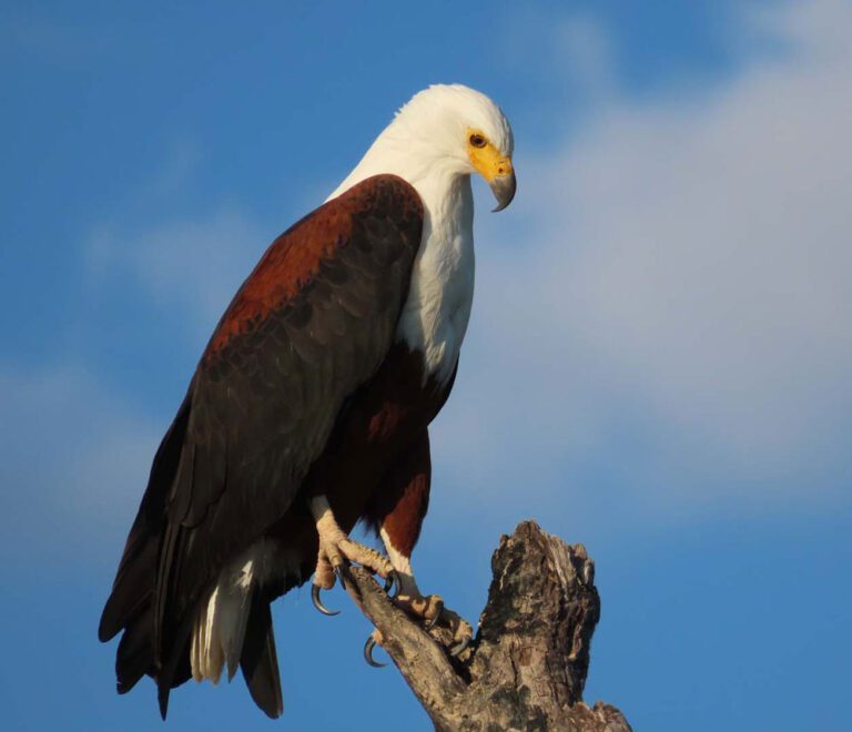 African fish eagle sitting on tree branch