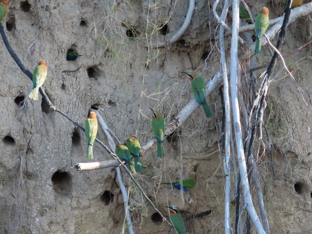 group of bee-eaters
