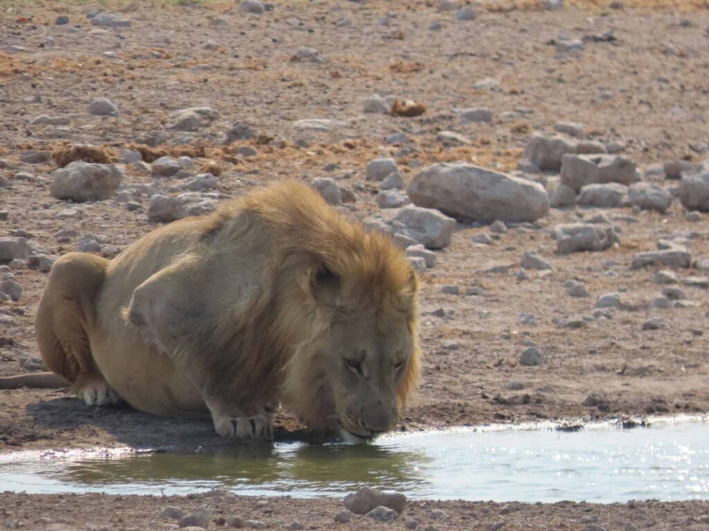 male lion drinking at water hole